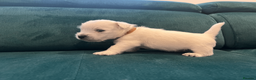 West Highland Terrier dogs for sale: ⭐️Show Quality Puppies⭐️  - Advert 14