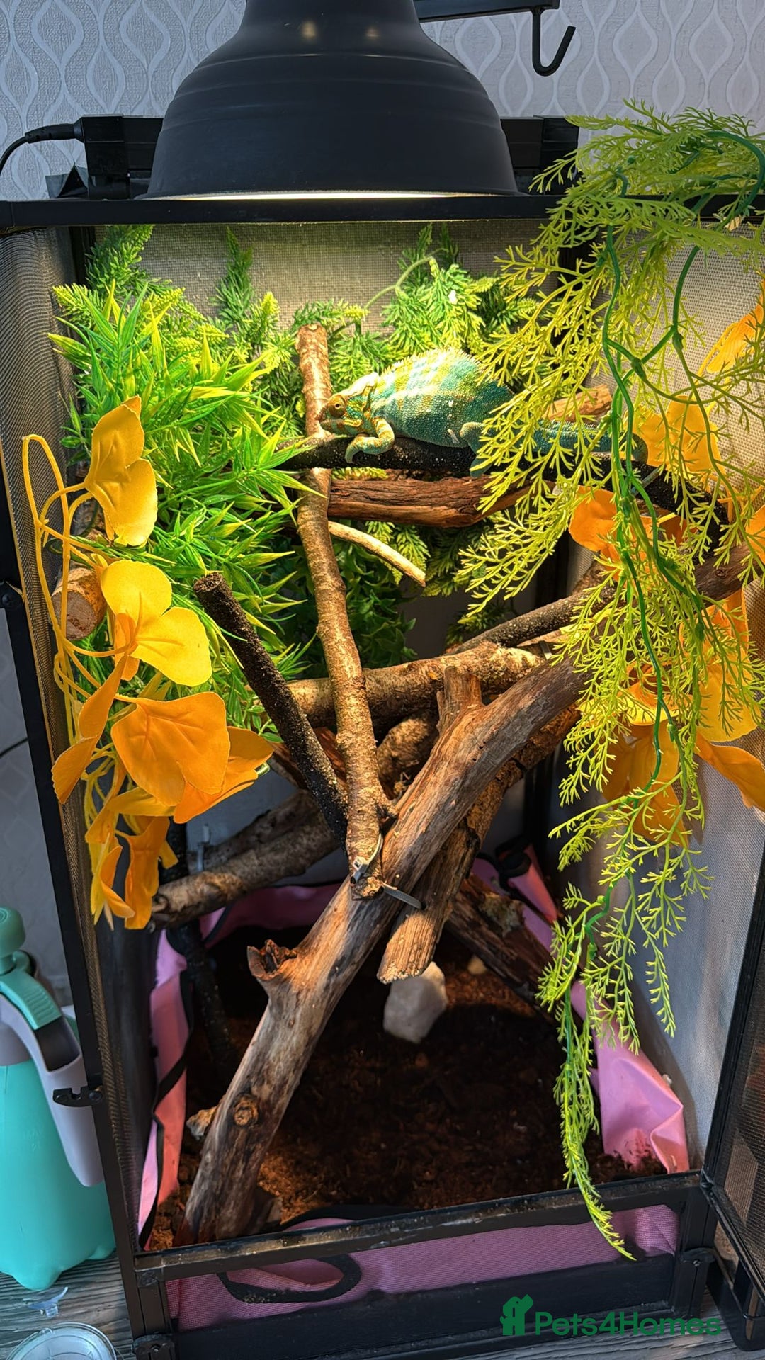 Chameleon reptiles for sale: Nosy B Chameleon  - Advert 8