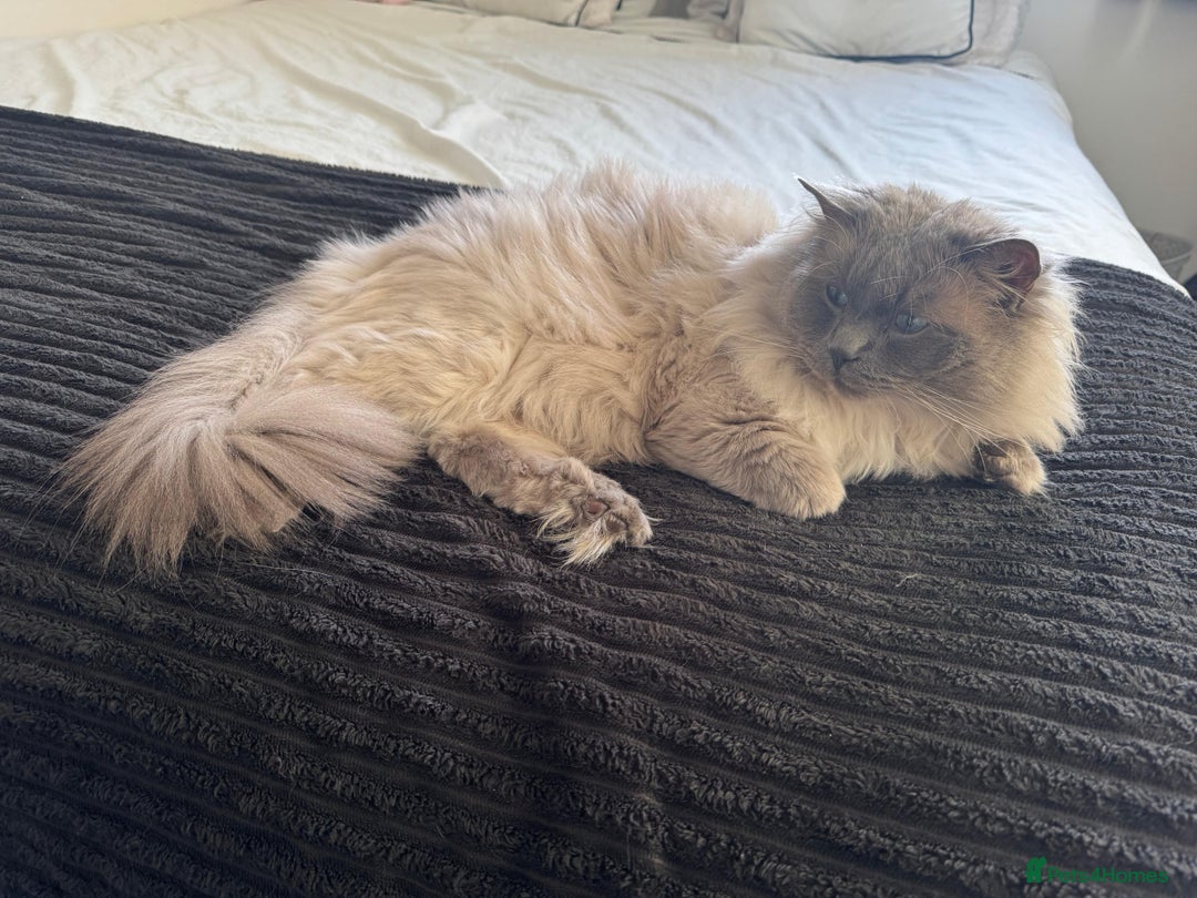 Ragdoll cats for sale: Beautiful male blue point ragdoll (not neutered) - Advert 4