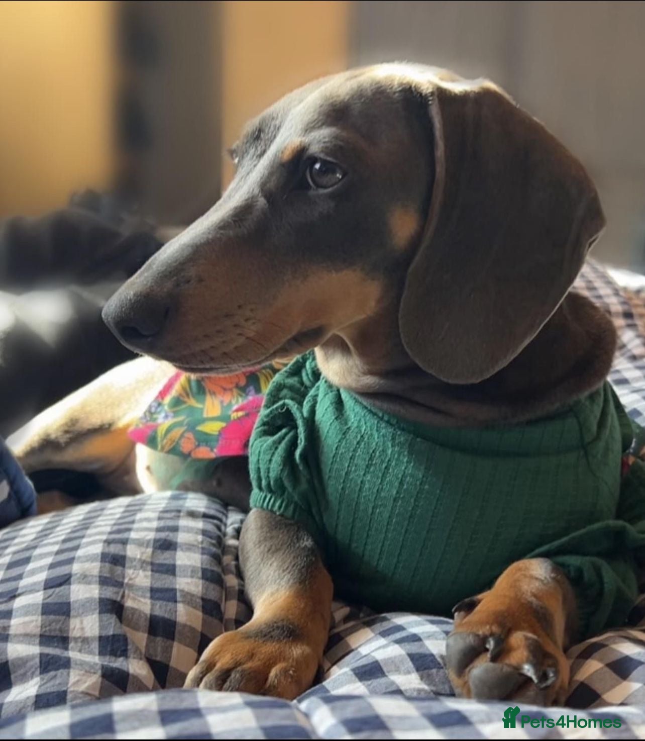 Miniature Dachshund dogs Chocolate & Tan Dapple Miniature Dachshund Boy  - Advert 9