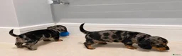 Dachshund dogs for sale: Dachshund puppies in London - Advert 5