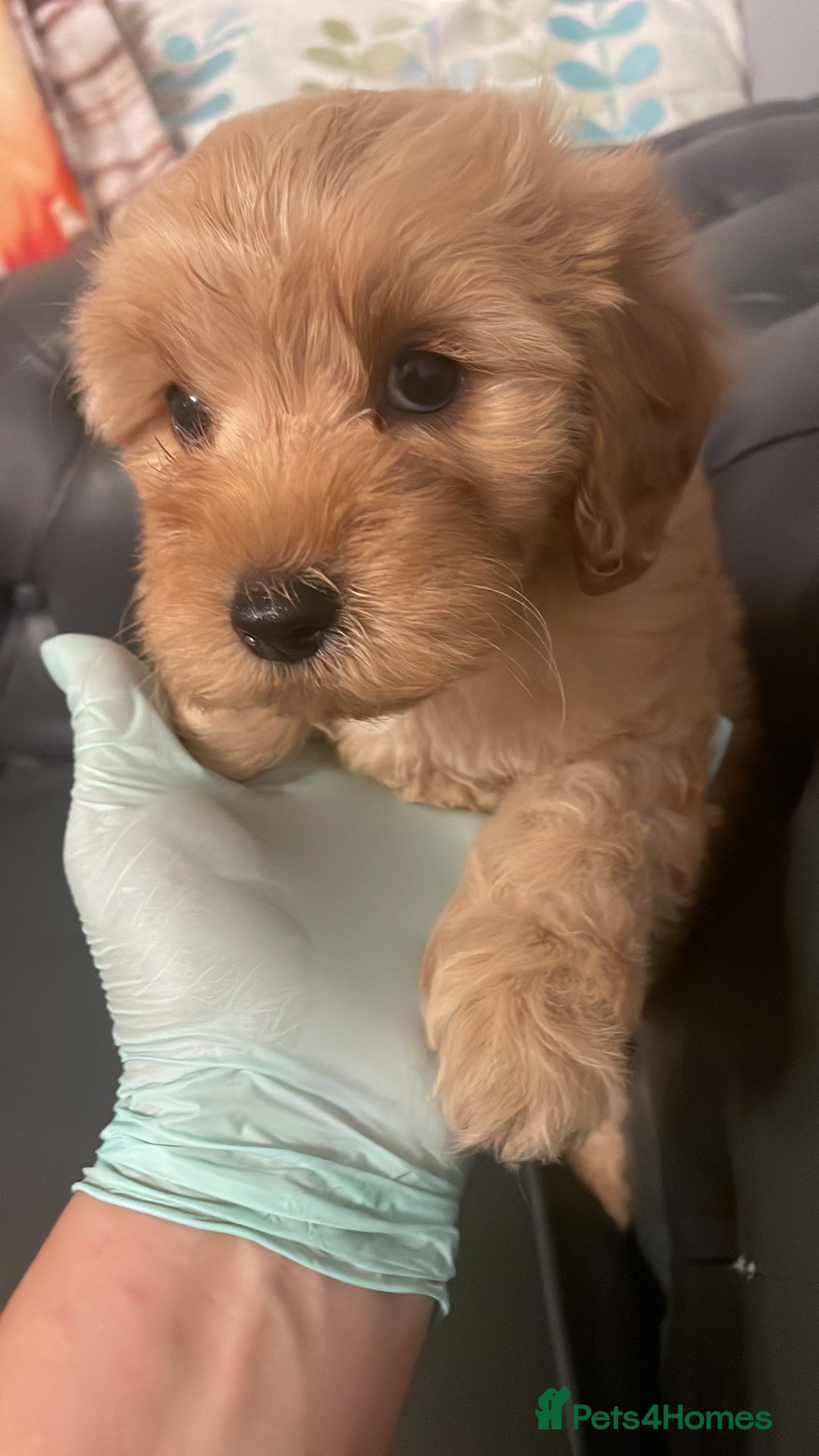 Cockapoo dogs for sale: Cockapoo F2 beautiful puppies ready to go  - Image 13