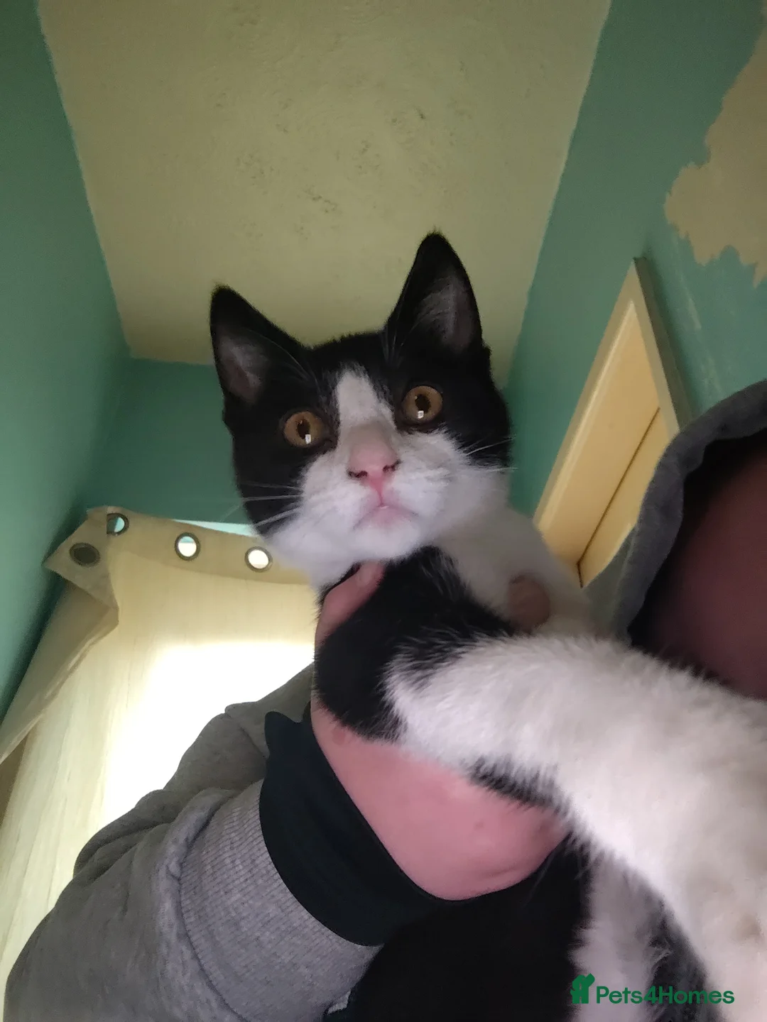 Mixed Breed cats for sale: Kitten free to a good home.  - Advert 2