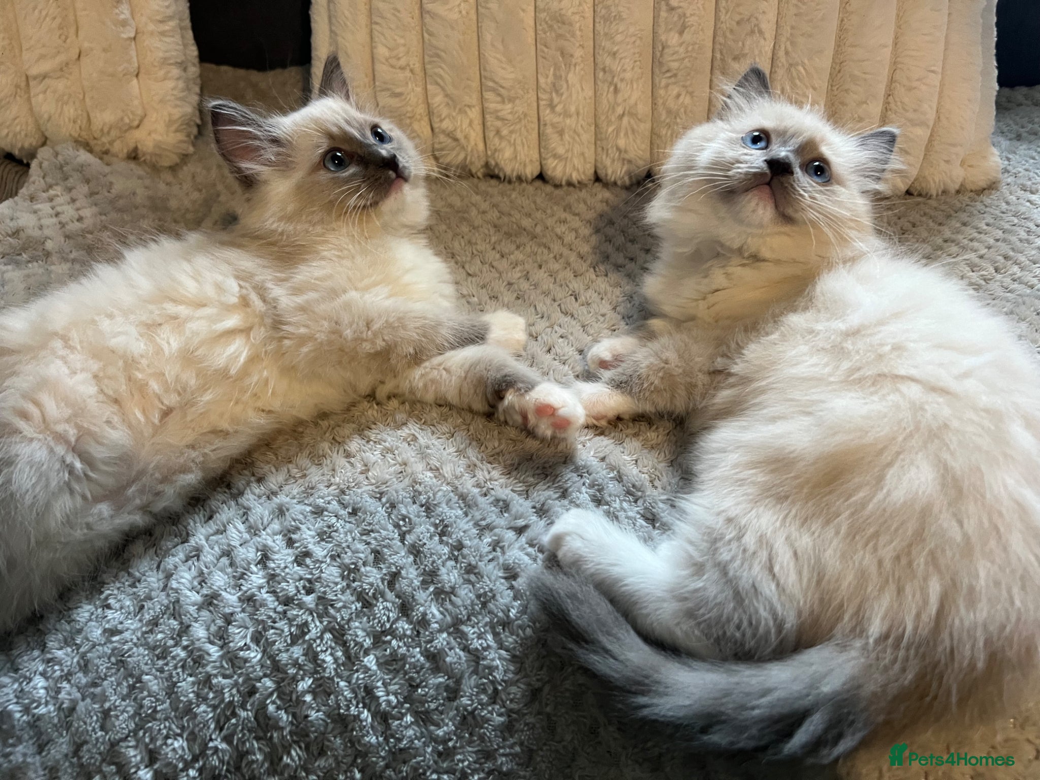 Ragdoll cats Gorgeous Ragdoll kittens  - Advert 13