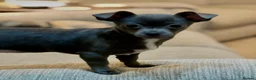 Mixed Breed dogs for sale: Single Doggy Dad needing a forever family..!! - Advert 8