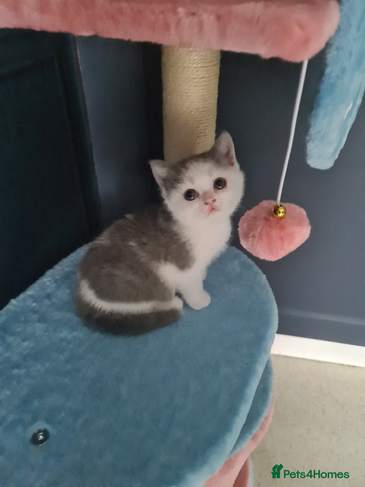 British Shorthair cats British Shorthair kittens  - Advert 2