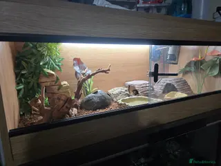 Leopard Gecko reptiles 2 leopard geckos and full setup - Advert 3