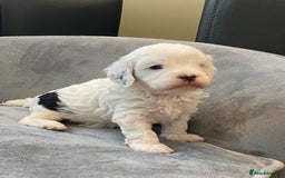 Cavapoo dogs for sale: Super cute, health tested, friendly Cavapoo pups  - Image 23