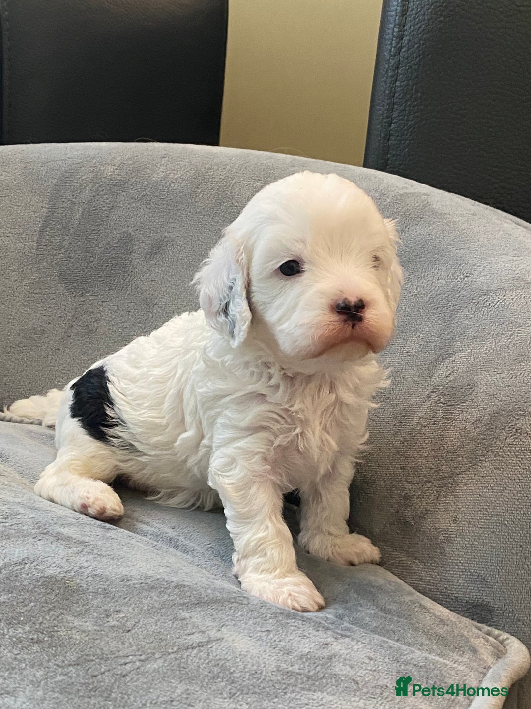 Cavapoo dogs for sale: Super cute, health tested, friendly Cavapoo pups  - Image 23