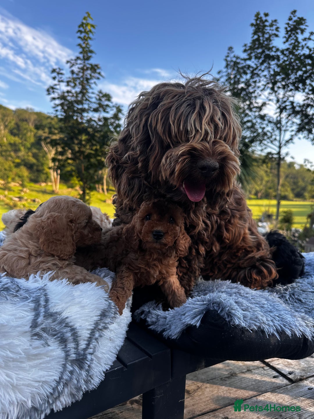 Cockapoo dogs for sale: Lovely litter cockapoo  - Image 13