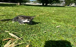 Domestic Shorthair cats for sale: Four Adorable Kittens - Mixed Litter - Image 9