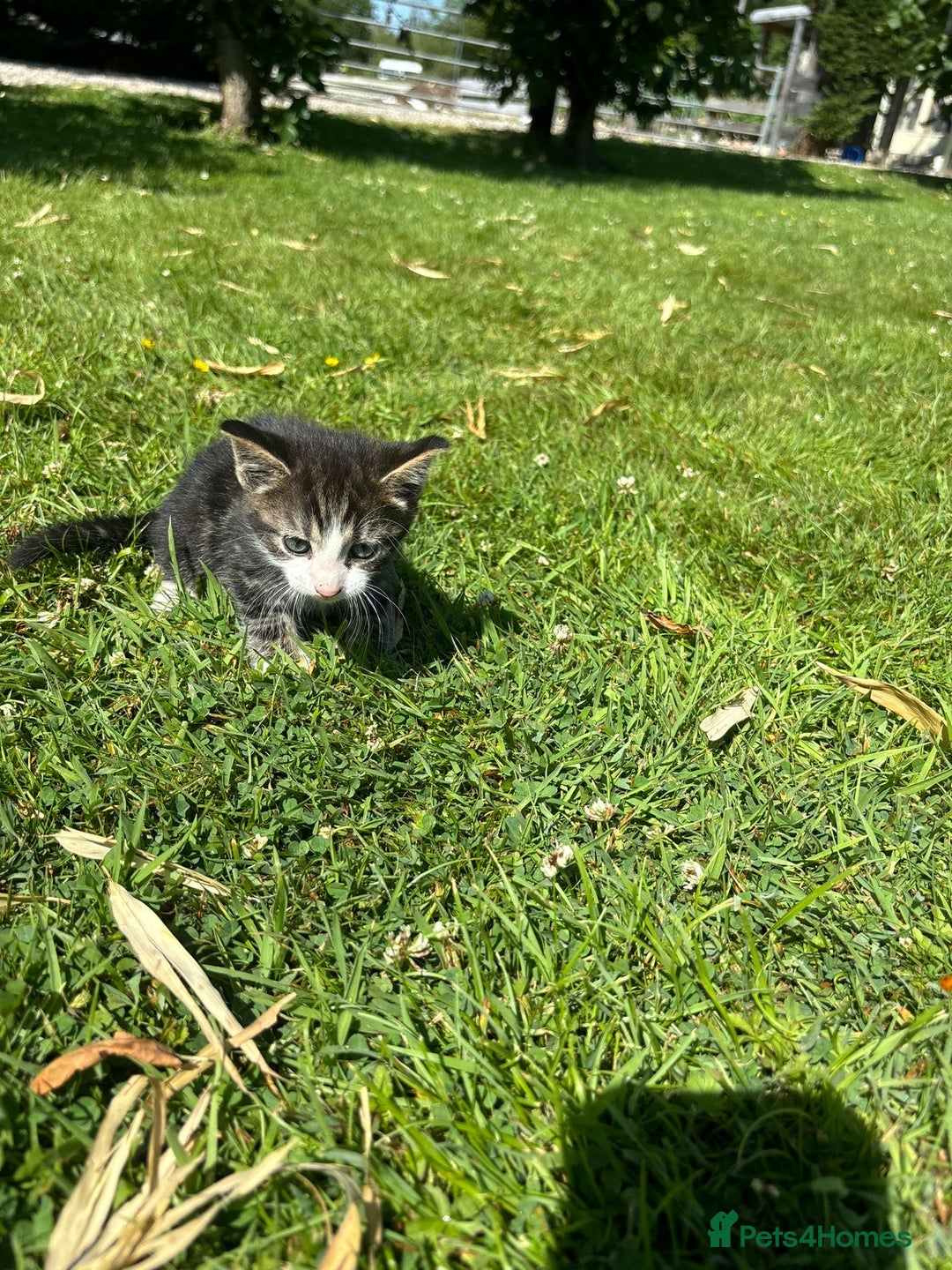 Domestic Shorthair cats for sale: Four Adorable Kittens - Mixed Litter - Image 9