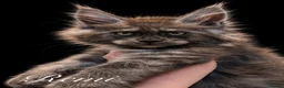 Maine Coon cats for sale: 9 STUNNING BLACK SMOKE MAINE COON CUBS  - Advert 35