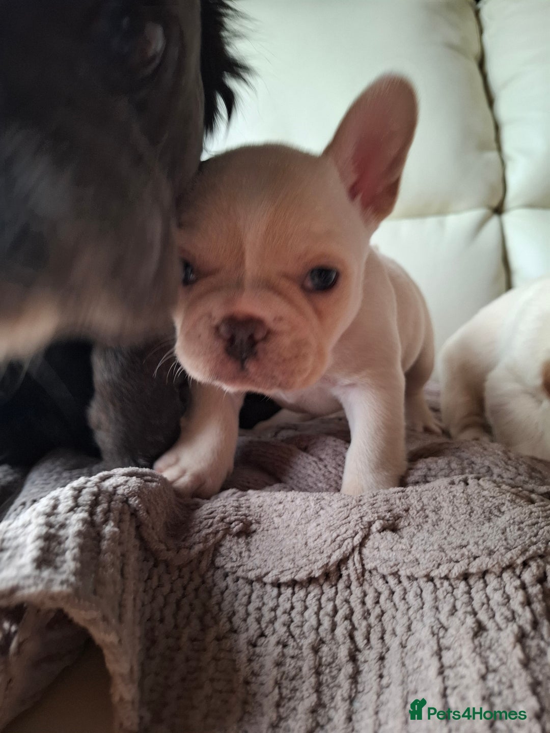 French Bulldog dogs for sale: French bulldog pups - Image 5