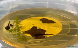 Frog reptiles for sale: D. tinctorius Powder Blue Dart Frog tadpoles - Advert 1
