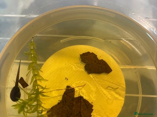 Frog reptiles - Advert 11