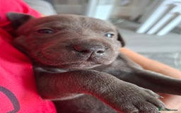 Staffordshire Bull Terrier dogs for sale: 1 female blue available ready to leave 28th August - Image 4