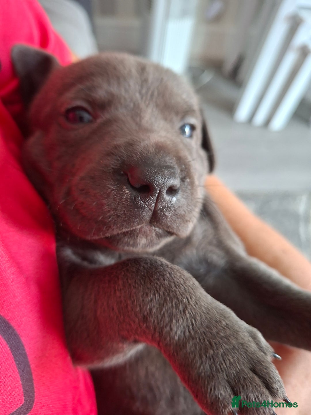 Staffordshire Bull Terrier dogs for sale: 1 female blue available ready to leave 28th August - Image 4