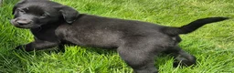 Labrador Retriever dogs for sale: Beautiful and handsome lab puppies - Advert 2
