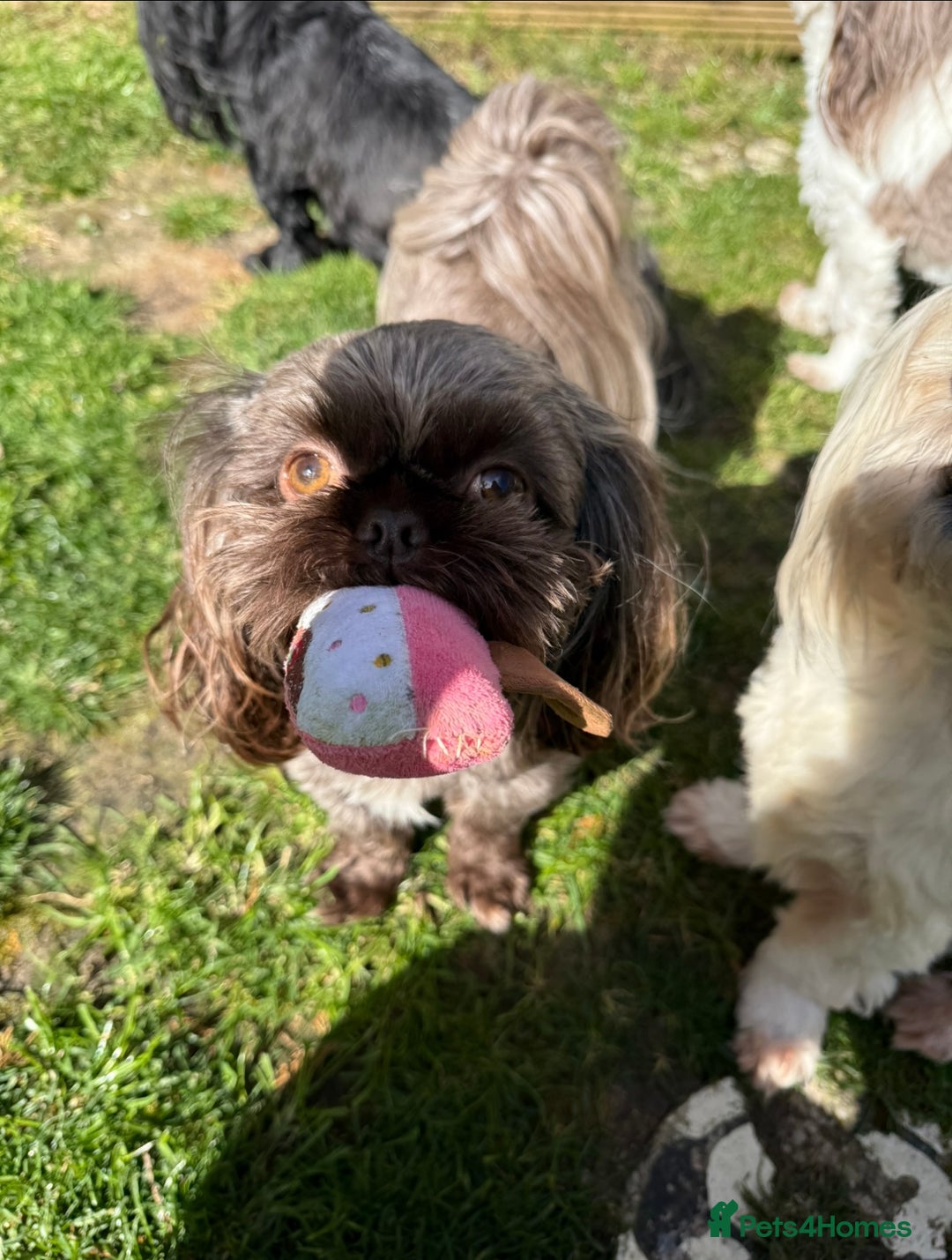 Shih Tzu dogs for stud: KC Shih Tzu Stud – Rare Chocolate/Lavender Coat - Advert 3