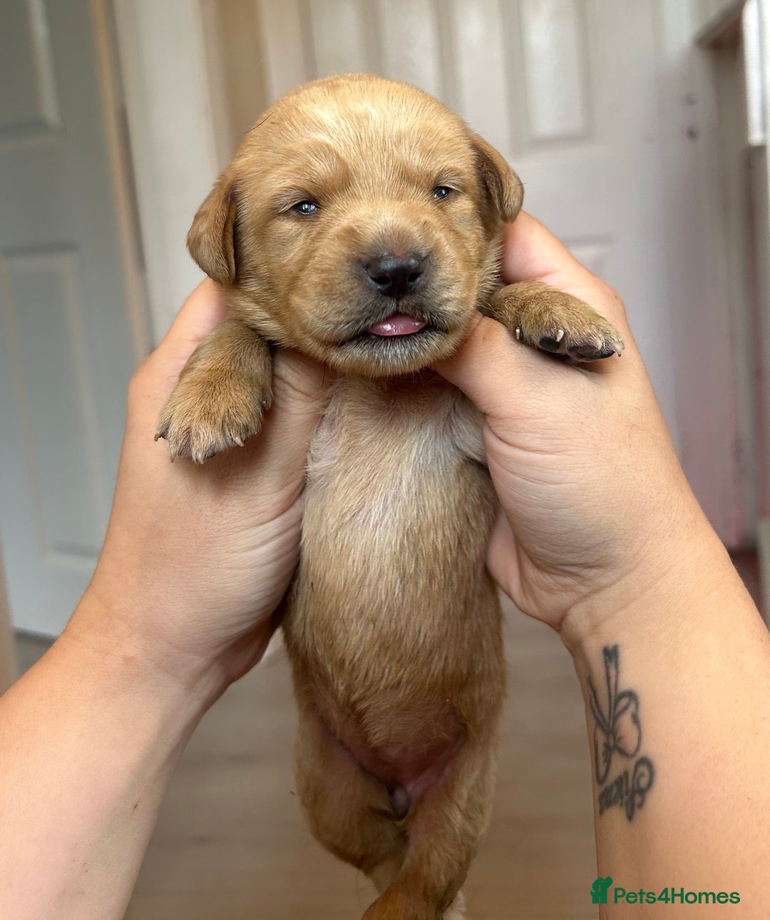 Springador dogs for sale: 3/4 Labrador (Springador x Labrador) Pups for Sale - Image 2