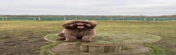 Australian Labradoodle dogs for stud: Douglas MacDoodle - Stud - Advert 12