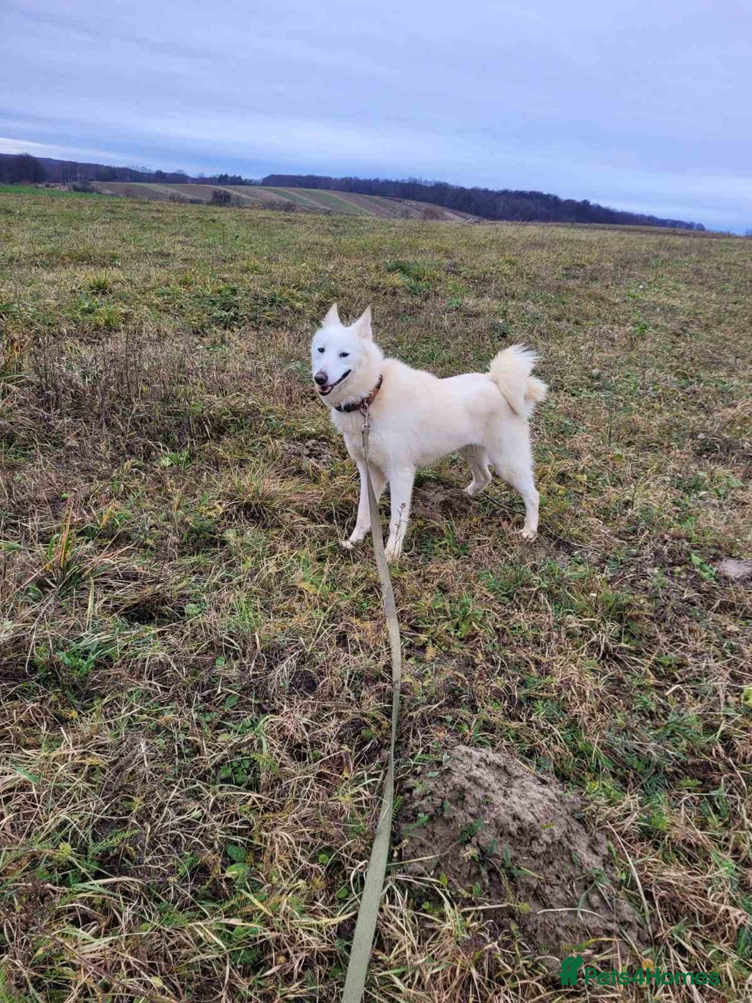 Mixed Breed dogs for adoption: 🐶💖 BARBIE 💖🐶 - Advert 7
