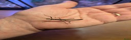 Stick Insects invertebrates for sale: Stick Insects & Mantis - Advert 4