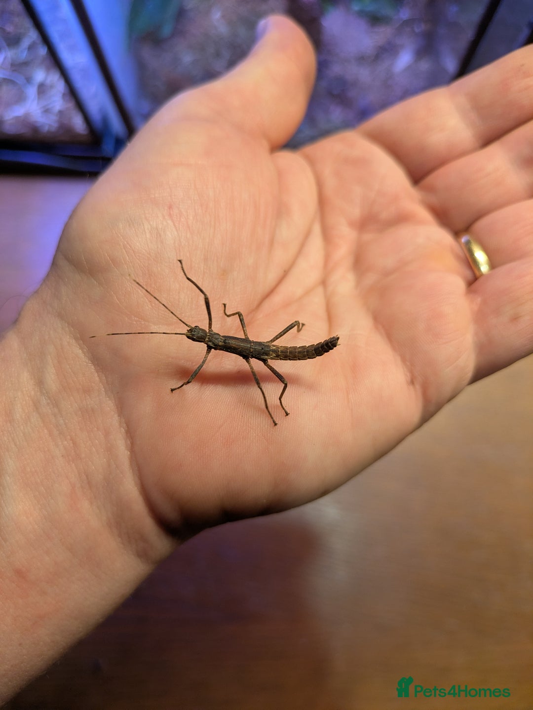 Stick Insects invertebrates for sale: Stick Insects & Mantis - Image 4