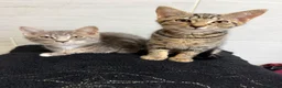 Mixed Breed cats for sale: Two Tabby Bengal Mix Female Kittens — READY NOW - Advert 4
