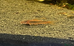 Corys fish for sale: Red Lazer Corys. £15. - Image 5