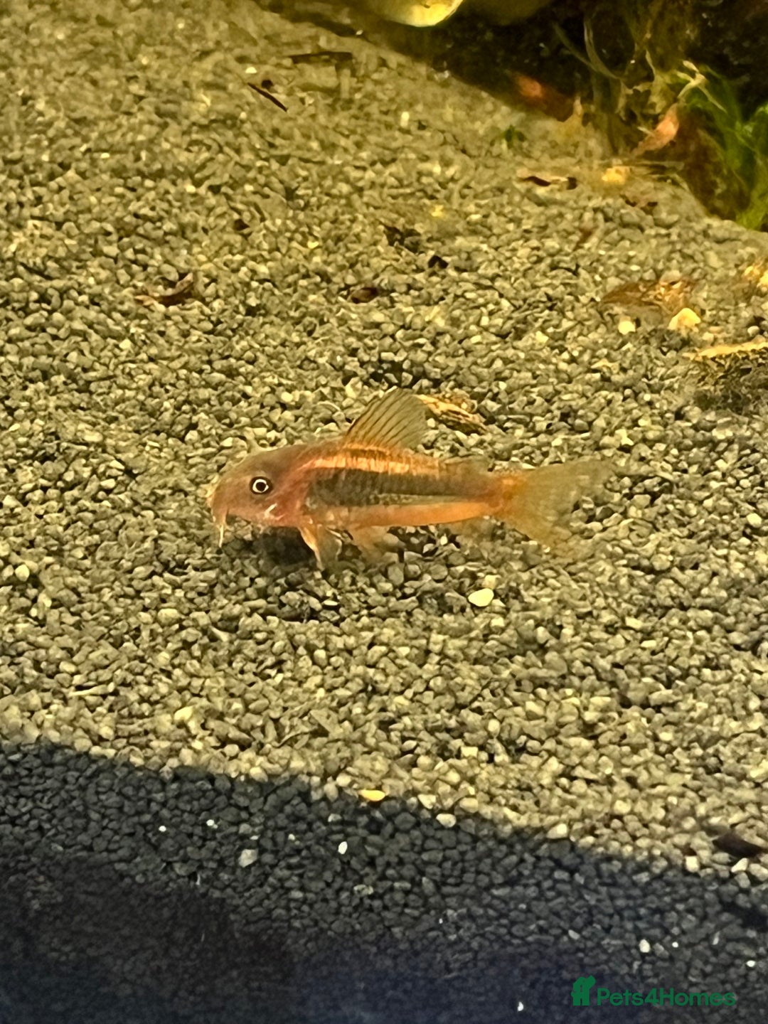 Corys fish for sale: Red Lazer Corys. £15. - Image 5