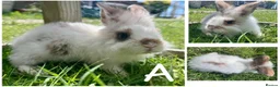 Lionhead rabbits for sale: READY TO LEAVE NOW Lionhead rabbit babies - Advert 2