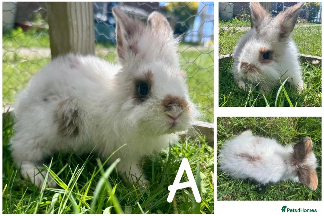 Lionhead rabbits for sale: READY TO LEAVE NOW Lionhead rabbit babies - Advert 2