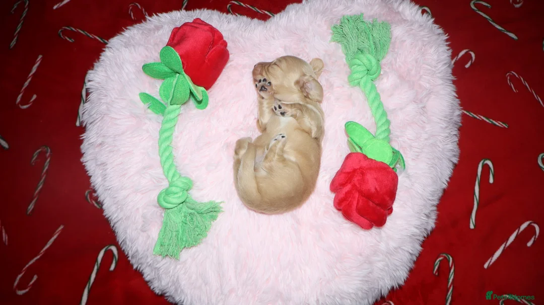 Miniature Dachshund dogs for sale: KC Reg. Longhaired Full Cream Mini Dachshunds 💛🐾 - Advert 6