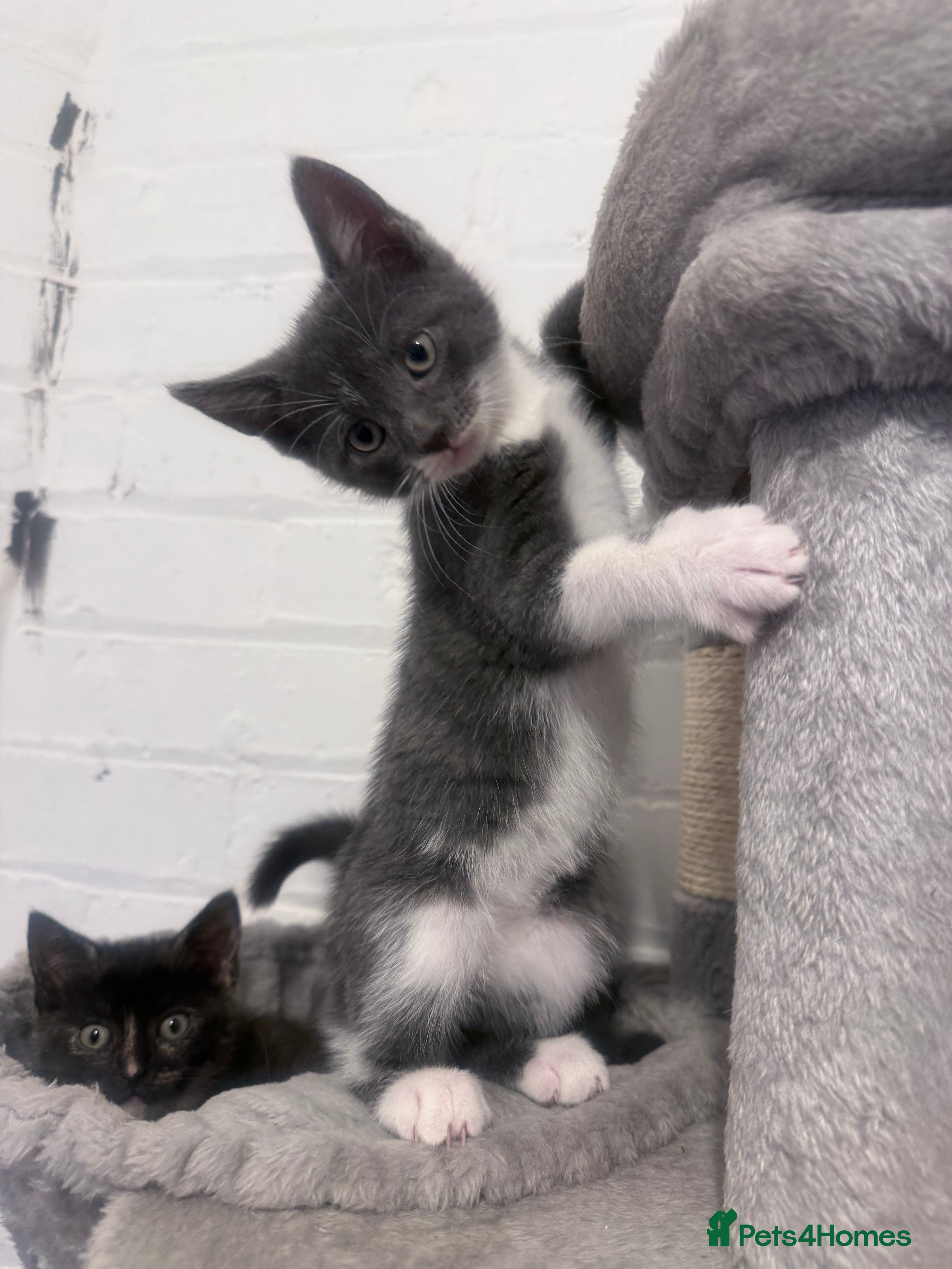 Mixed Breed cats X 4 kittens two blue males and two female tortis - Advert 6