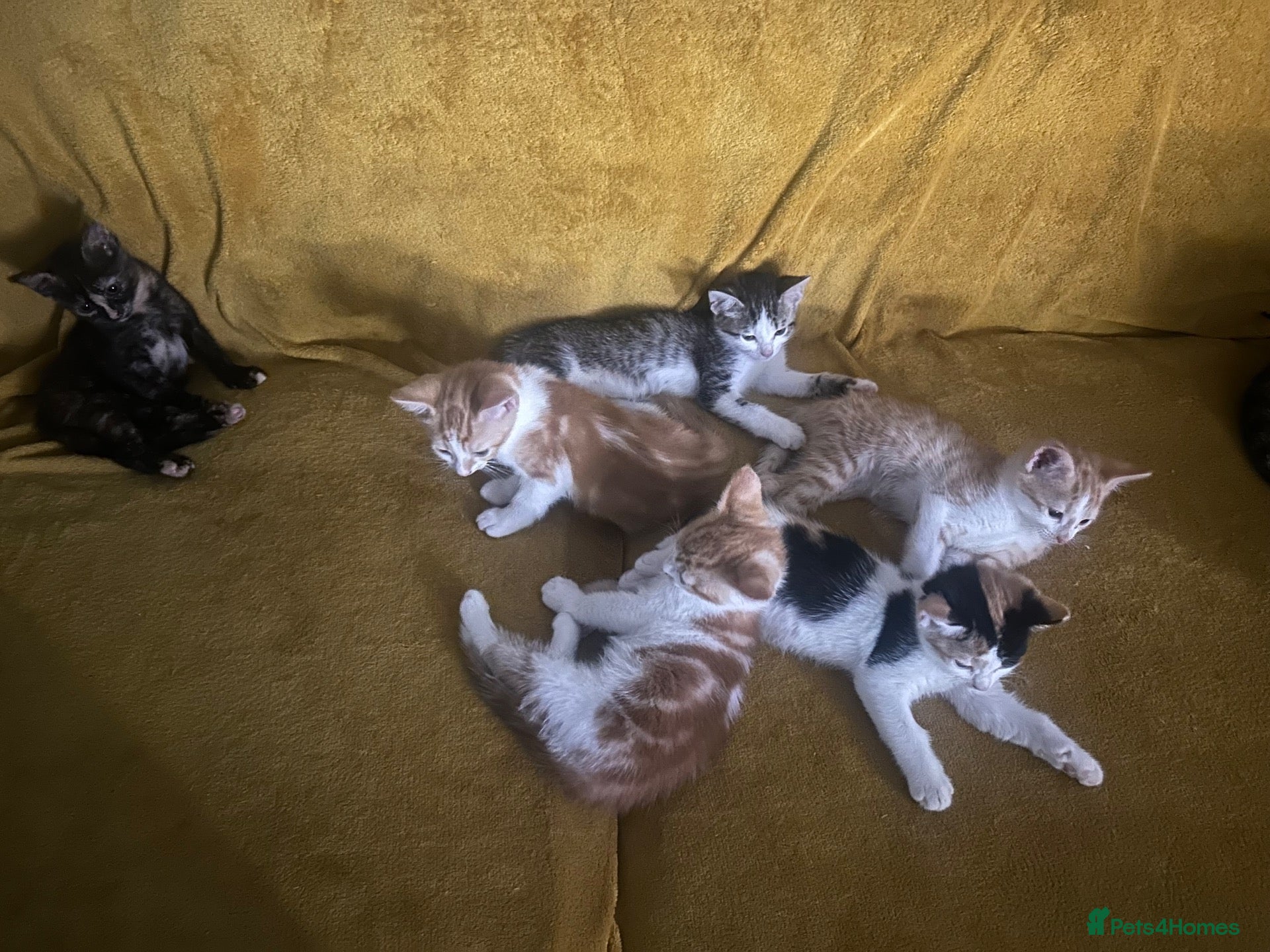 Mixed Breed cats GORGEOUS KITTENS  - Advert 1
