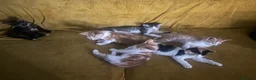 Mixed Breed cats for sale: GORGEOUS KITTENS  - Advert 1