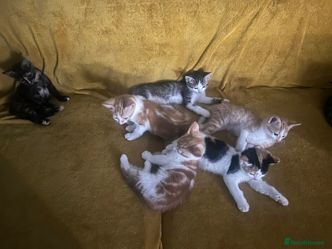 Mixed Breed cats for sale: GORGEOUS KITTENS  - Advert 1