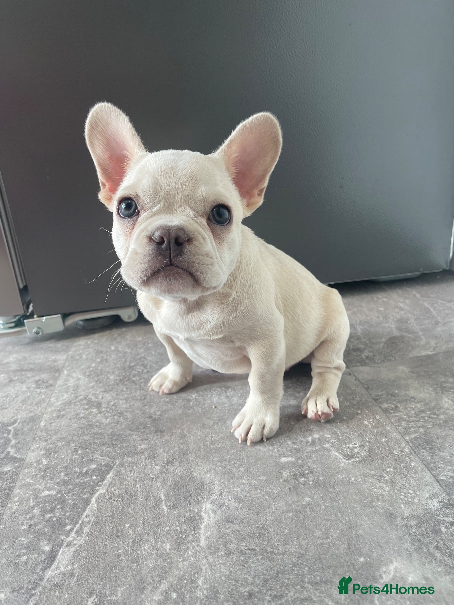 French Bulldog dogs Platinum French Bulldog Puppy - Advert 1