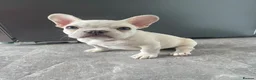 French Bulldog dogs for sale: Platinum French Bulldog Puppy - Advert 1