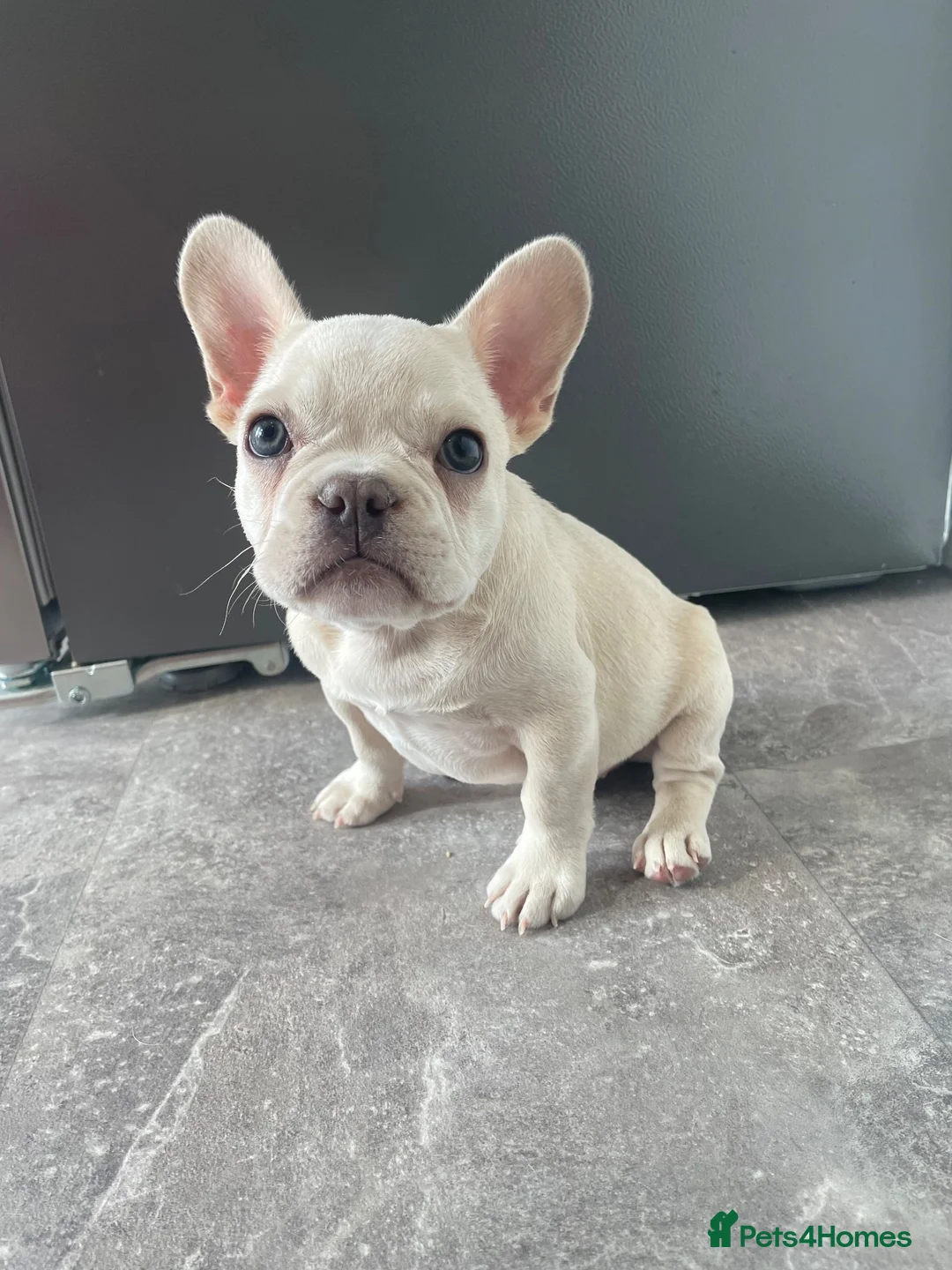 French Bulldog dogs for sale: Platinum French Bulldog Puppy - Advert 1