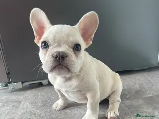 French Bulldog dogs KC Registered Platinum French Bulldog Puppy - Advert 1