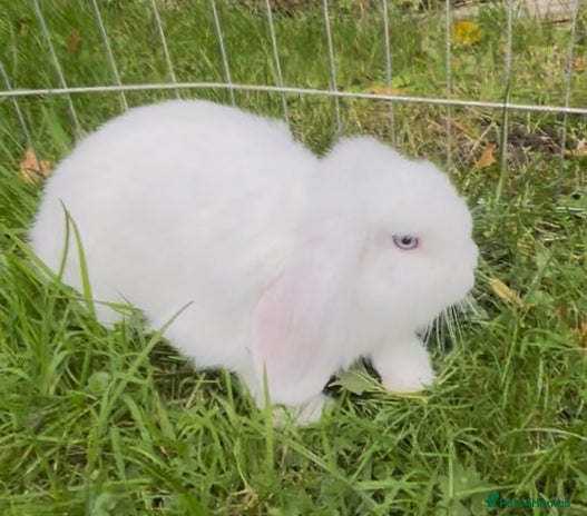 Mini Lop rabbits - Advert 3