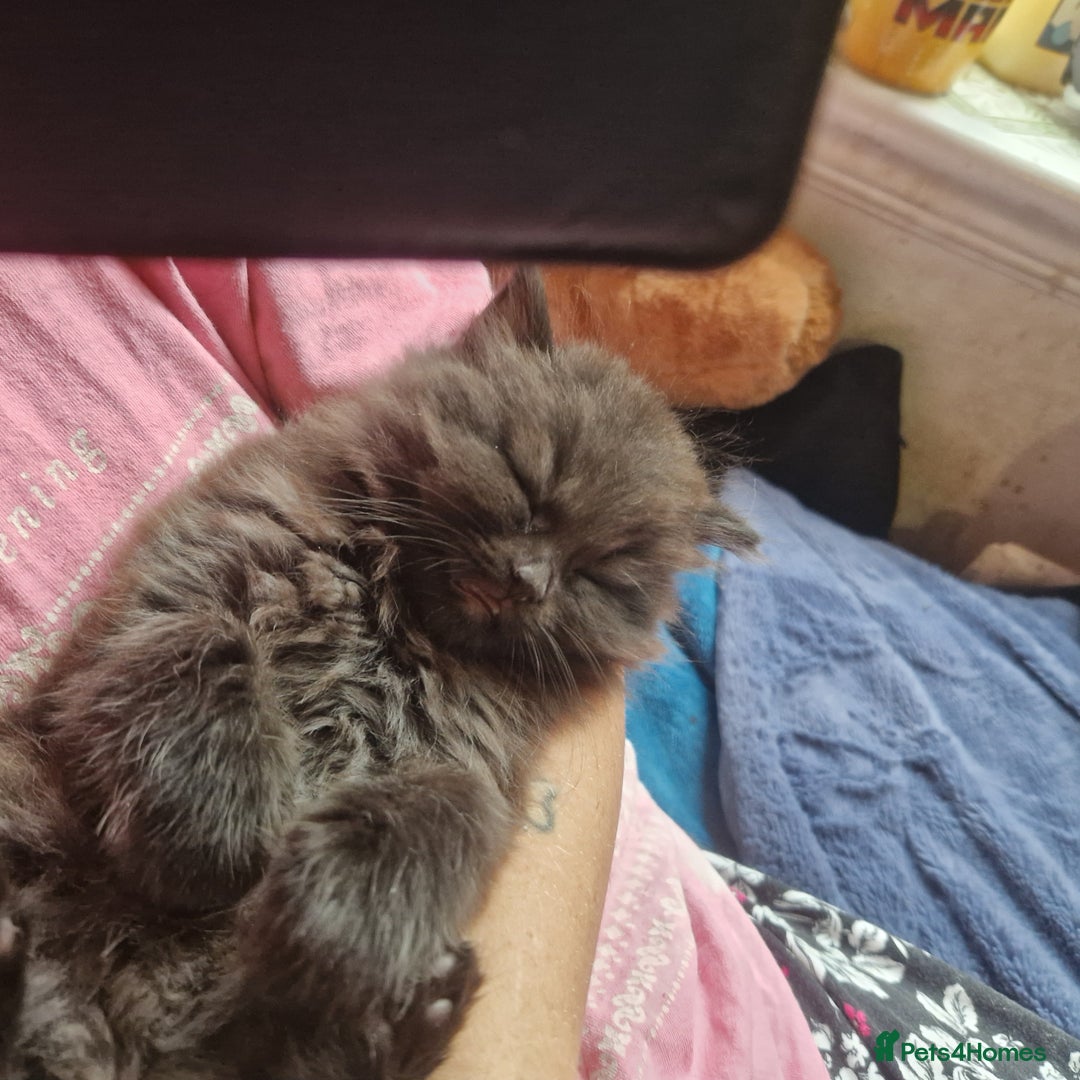 Mixed Breed cats for sale: Beautiful girl  - Image 20