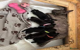 Mixed Breed dogs for sale: 🐶 3 Adorable Male Cockerbull Puppies for Sale! 🐾 - Image 6