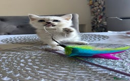 Scottish Fold cats for sale: 4 Scottish Straight Boys  - Image 27