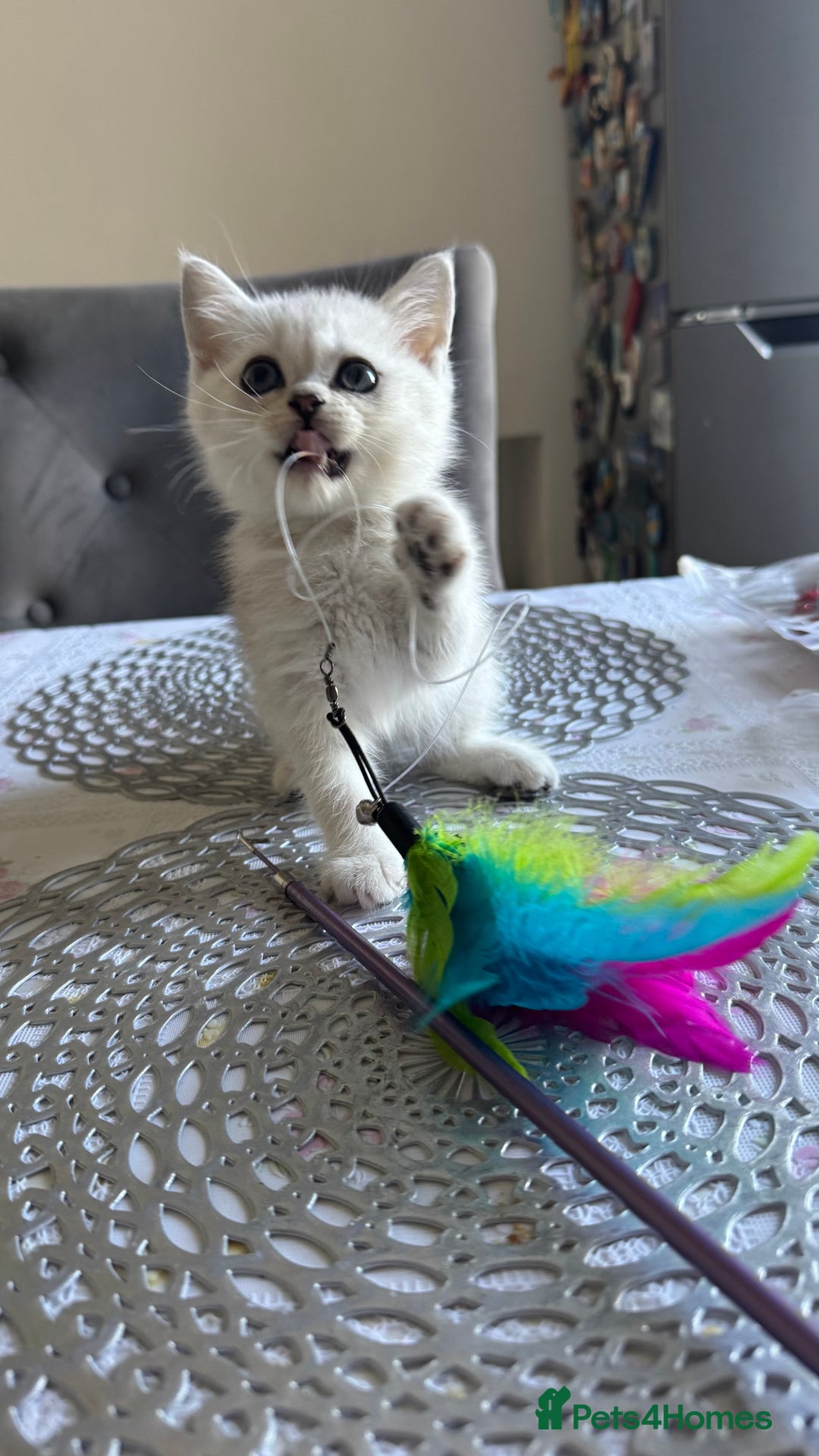 Scottish Fold cats for sale: 4 Scottish Straight Boys  - Image 27