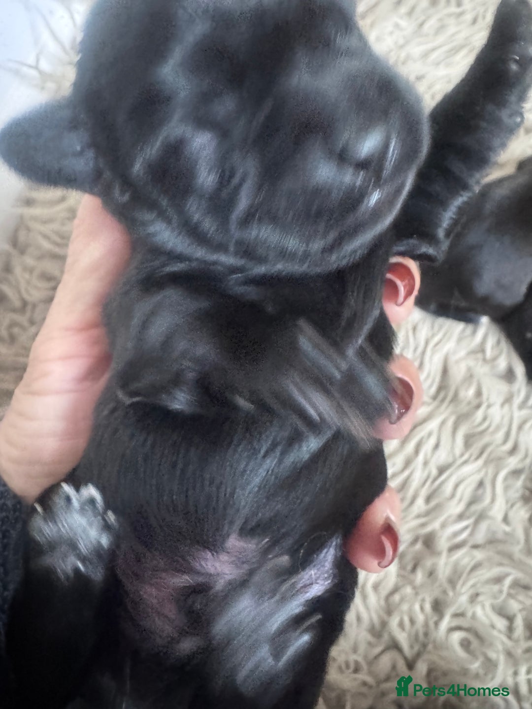 Mixed Breed dogs for sale: Schweenies  - Advert 15