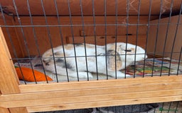 Dutch rabbits for sale: Pair of bonded vaccinated female rabbits - Image 5